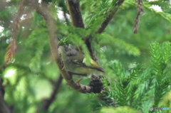 キクちゃん！？