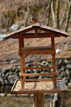 今朝は一番乗り～♪