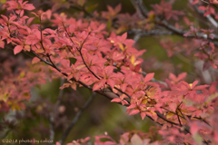 紅葉 Ⅰ