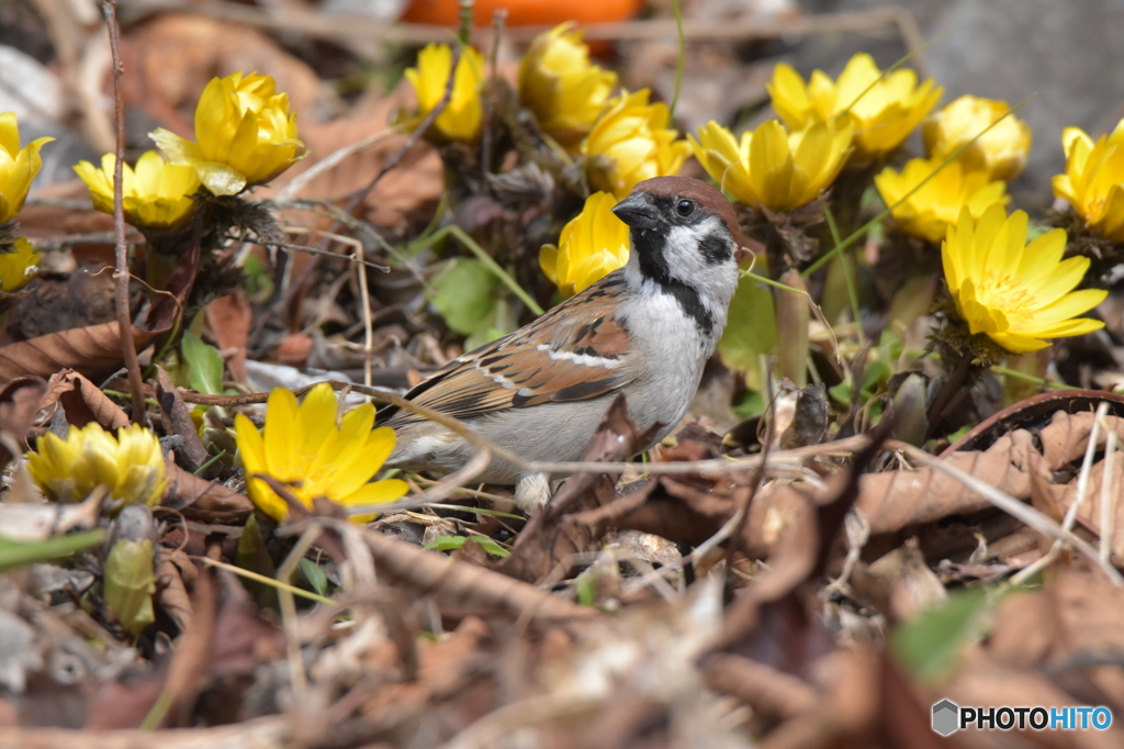 福寿草に囲まれて