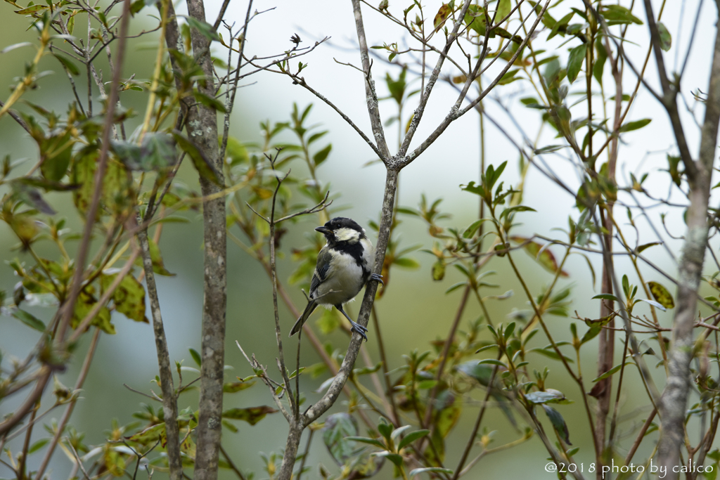 峠のシジュウカラ