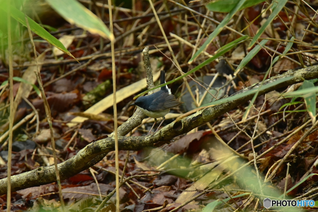 お嫁さんを探してるのだ
