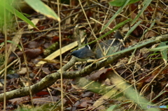 お嫁さんを探してるのだ