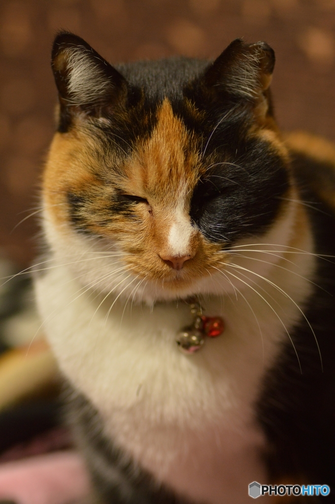 帰って来たニャ