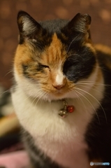 帰って来たニャ