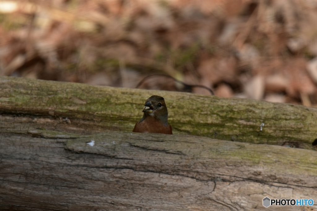 お初にお目にかかります