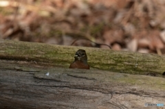 お初にお目にかかります