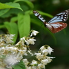卯の花とアサギマダラ