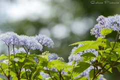 小紫陽花