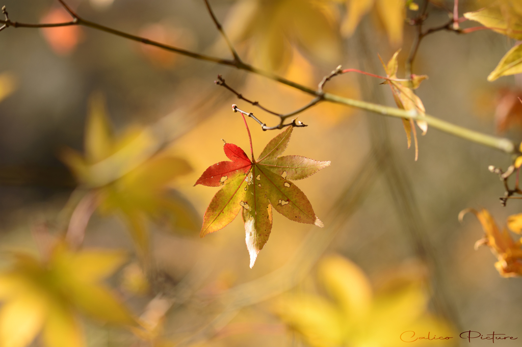 紅葉三様 Ⅱ