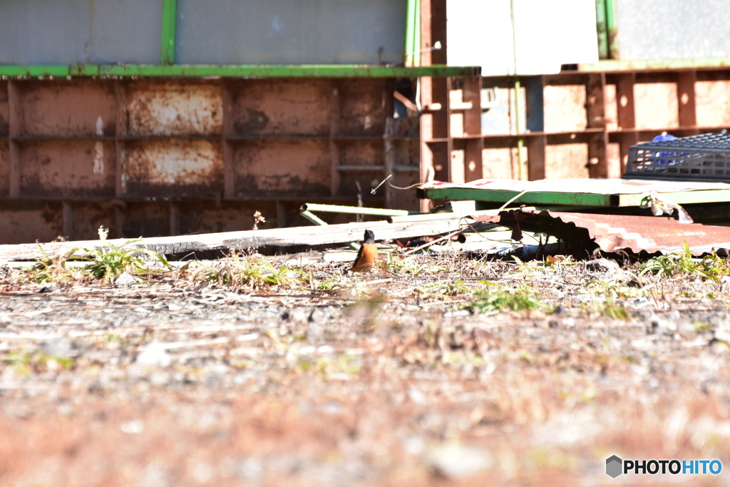 空き地を闊歩するジョウビタキ ②