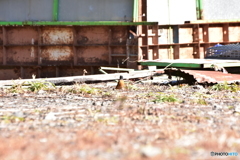 空き地を闊歩するジョウビタキ ② 空き地を闊歩するジョウビタキ ②