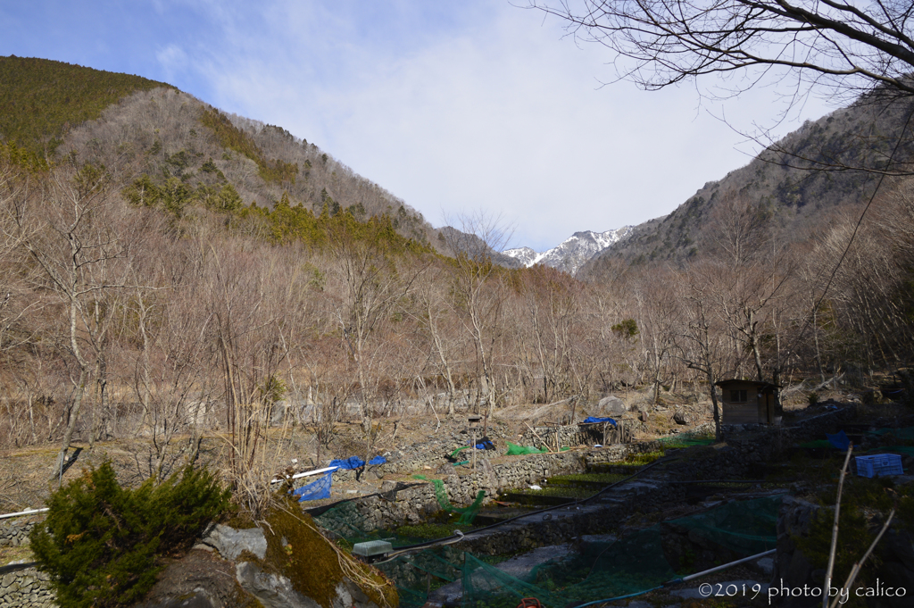 早春の山葵田