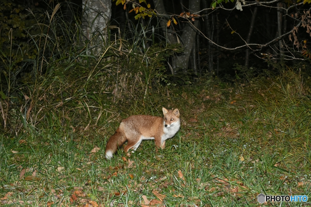 夜道での出会い Ⅰ
