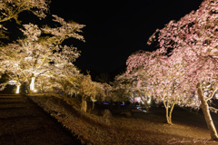 里山の夜桜 Ⅱ