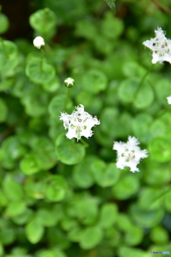 鳳凰小屋の草花達 Ⅱ