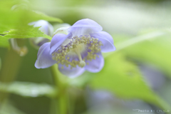 青花