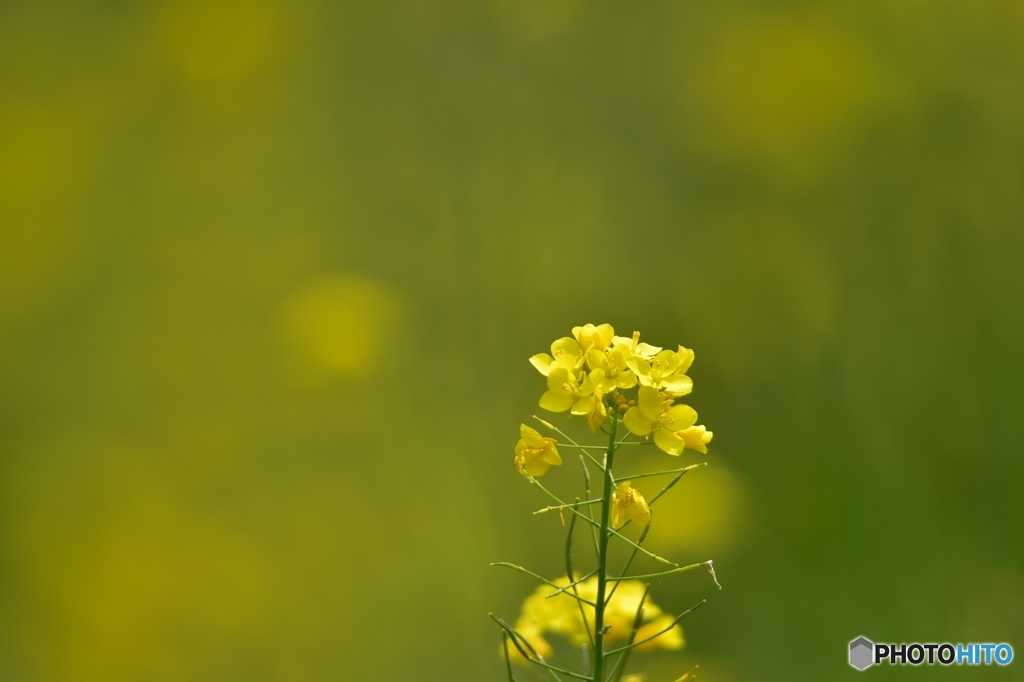 菜の花色