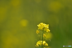 菜の花色