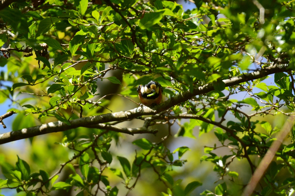 エゴノキの上でランチタイム