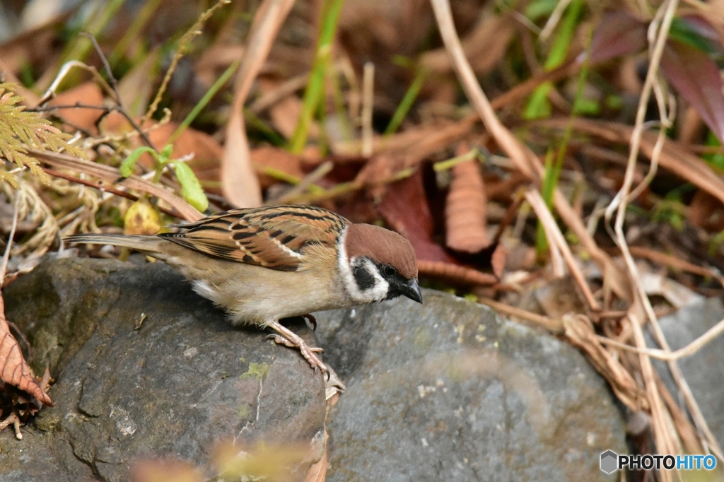 この庭には餌がたくさんあるぞ〜