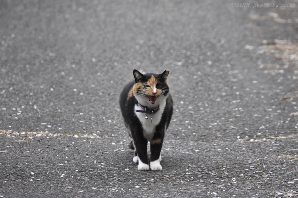 花が散ってしまうニャ