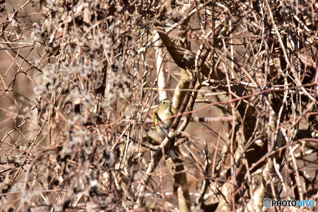 カヤクグリと共に