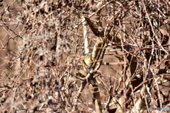 カヤクグリと共に