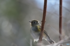 冬色ルリビタキ