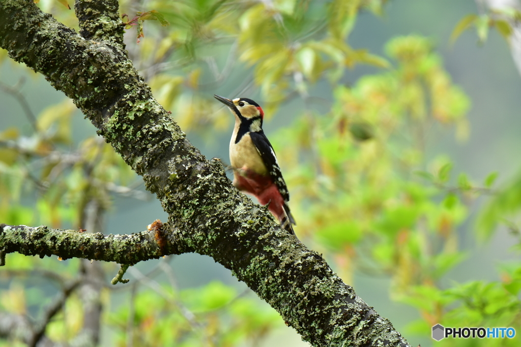 新緑とアカゲラ