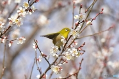 梅ジロー  ｢喜び｣