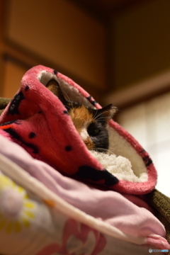 頑張ってニャ