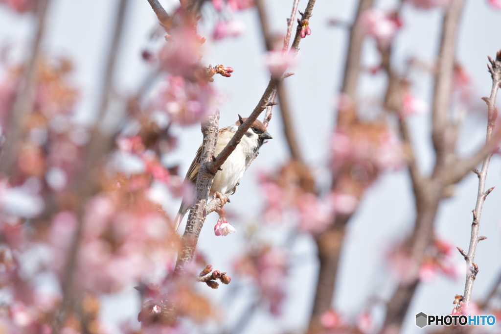 春が来たチュン