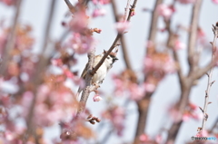 春が来たチュン