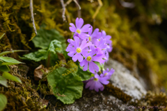 小岩桜の季節