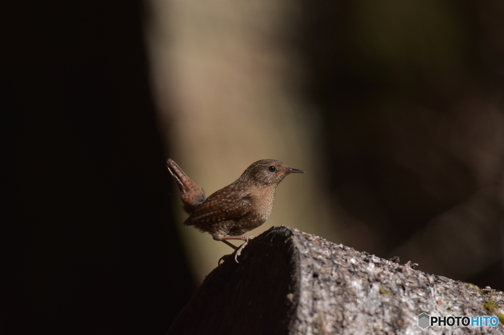 モデル体型のミソサザイ ②