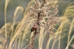 口いっぱいに頬張って