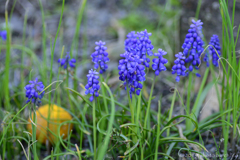 夢にかける思い