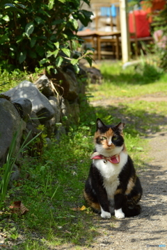 一緒に行くニャ