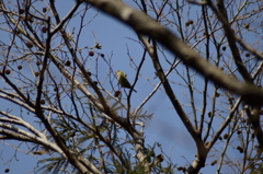 オオバヤシャブシの実を食べるマヒワ