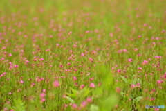 見渡す限り