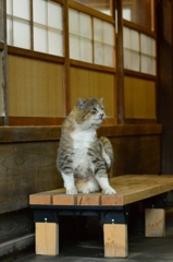 かい～