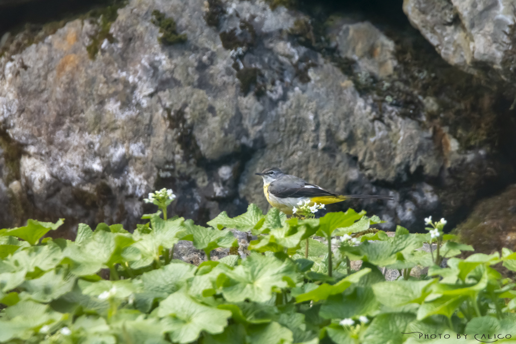 一人お花見