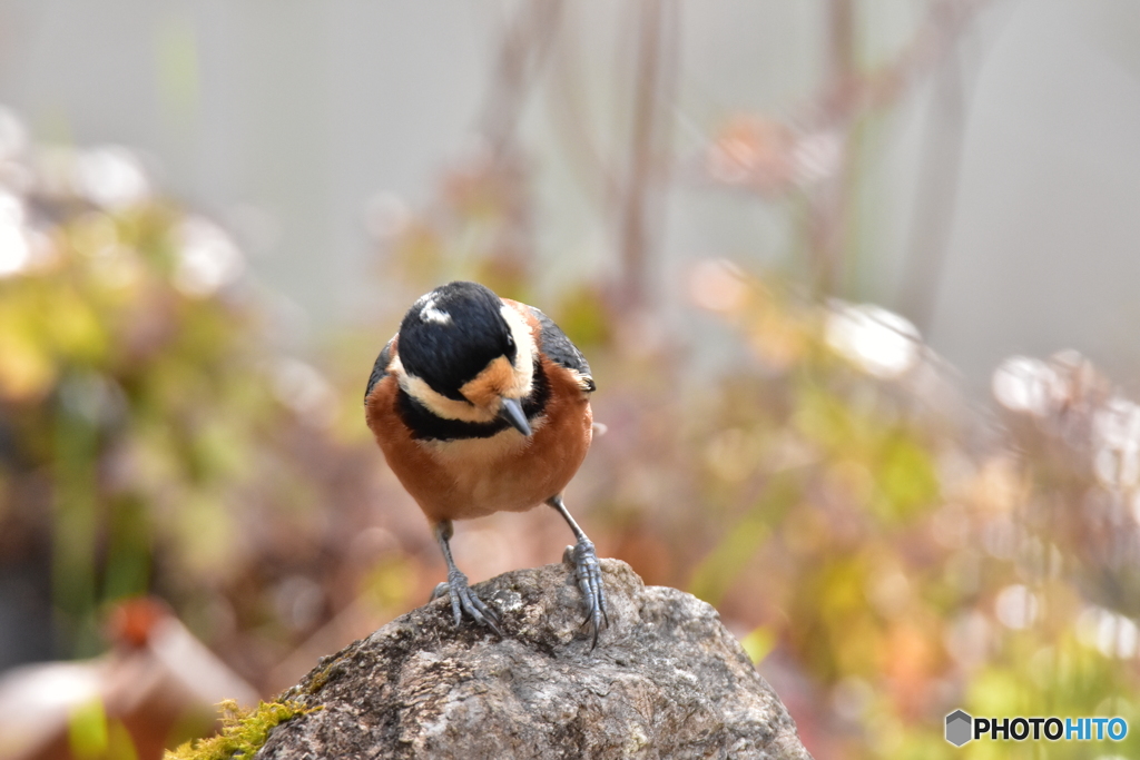 落っこちてないかな〜