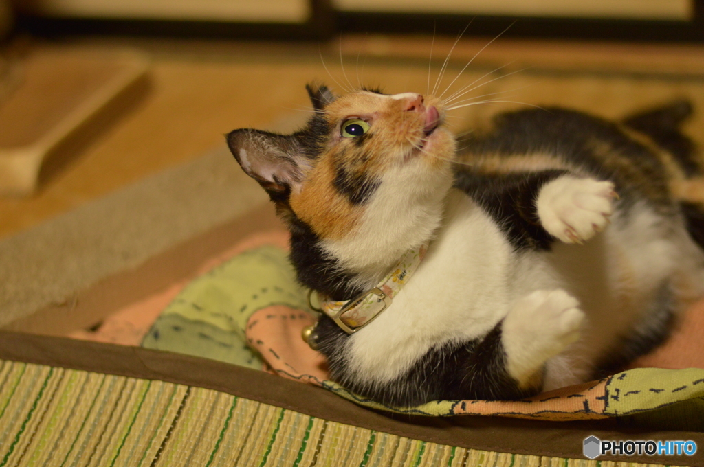 捕まえてやるニャ！