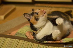 捕まえてやるニャ！