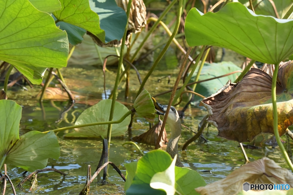 食いしん坊だね