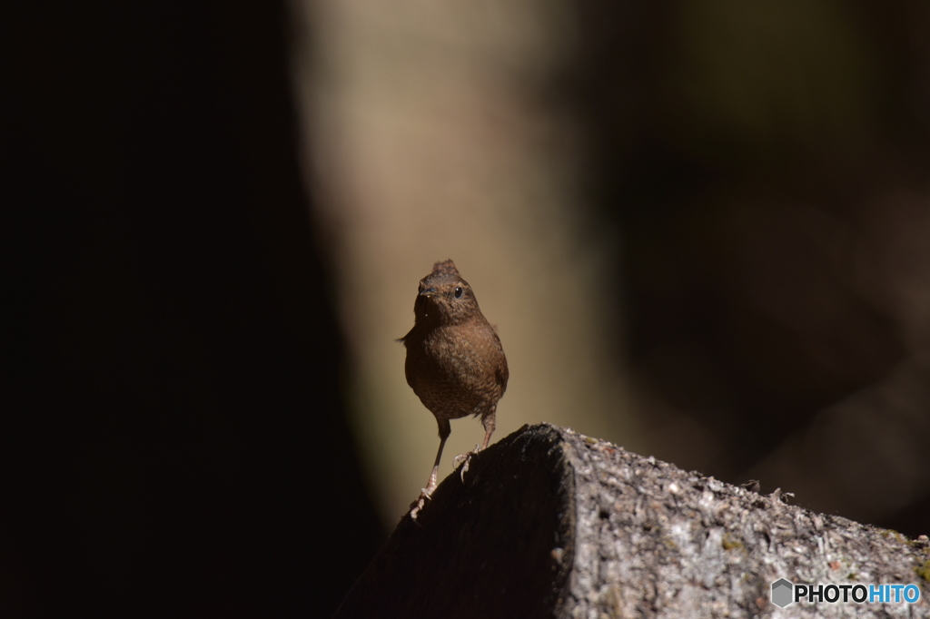 モデル体型のミソサザイ ①
