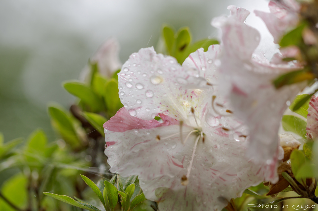 涼をもたらす雨