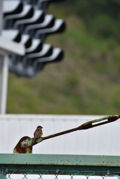 サーキットの雀 Ⅰ